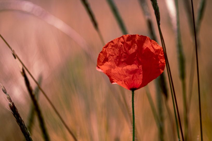 Mohnblume im Gegenlicht von Kurt Krause