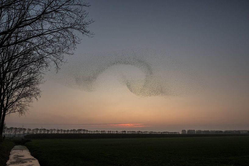 Spectacle de mouches d'étourneau par Moetwil en van Dijk - Fotografie