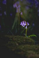 Jacinthe des bois solitaire dans la forêt de Haller