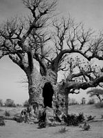baobab b&w