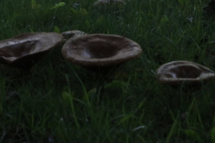 Die UFOs sind gelandet von Arie van Vugt