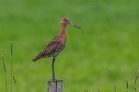 Oiseau national Barge à queue noire