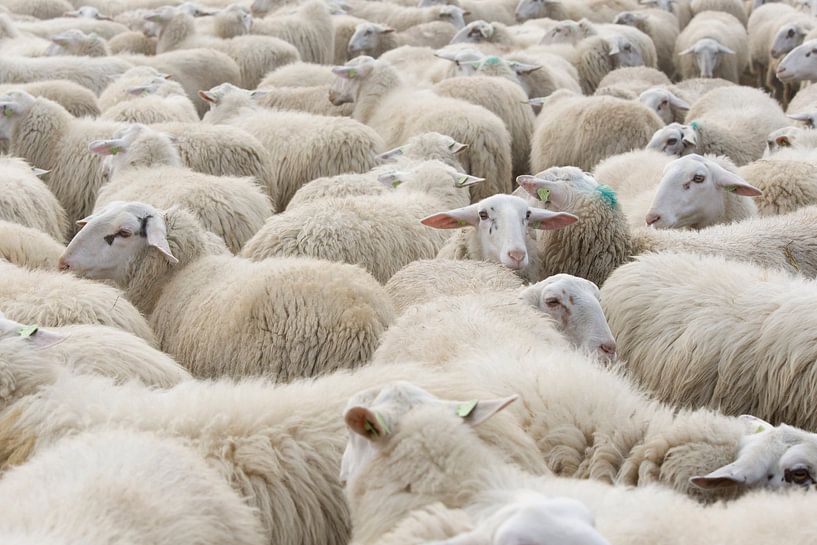 Schafherde von Barbara Brolsma