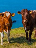 Schottische Hochlandbewohner am Meer