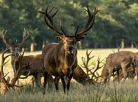 Edelhert- der König des Waldes
