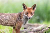 Vos kijkt je direct aan