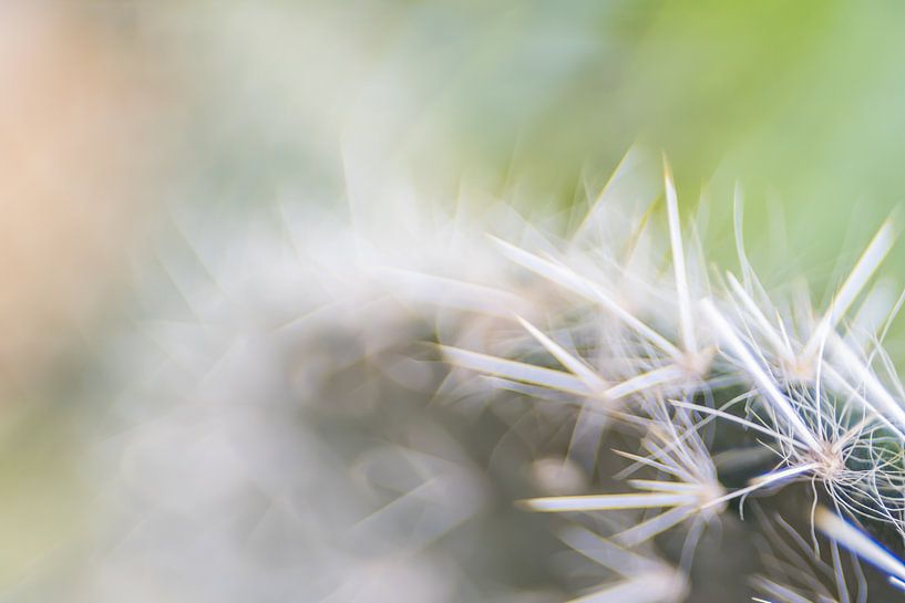 Jardin botanique d'Utrecht par Eddy Westdijk