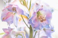 Larkspur in pastel