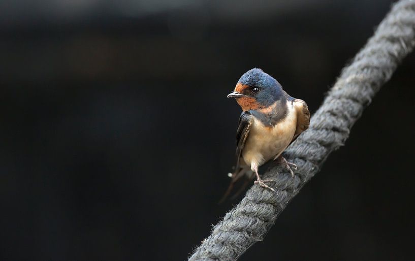 Avalez par Rando Kromkamp Natuurfotograaf