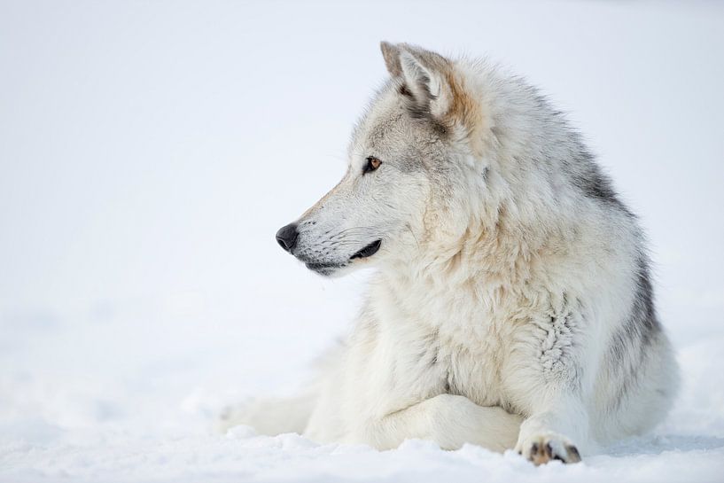 Wolf / Grauwolf / Timberwolf ( Canis lupus ) im Winter, liegt im Schnee, Yellowstone Nationalpark, U von wunderbare Erde