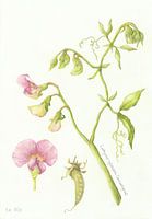 Woodland lathyrus