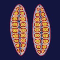Stiche - Kieselalge 1