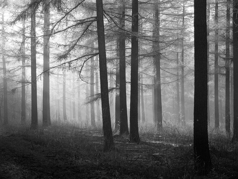 Wald aus Lärchenbäumen in Schwarz-Weiß von Corinne Welp