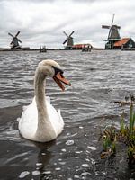 Cygne aux moulins à vent de Zaanse schans