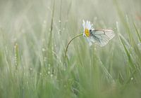 Größere weiße Äderung