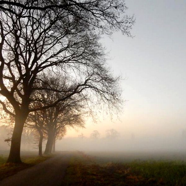 Foggy landscape by Joke te Grotenhuis