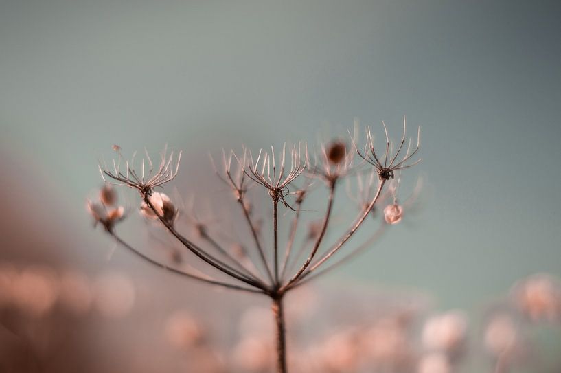 La nature douce par UniQaps