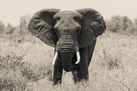 Afrikanischer Elefant von vorne