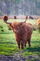 Scottish highlander