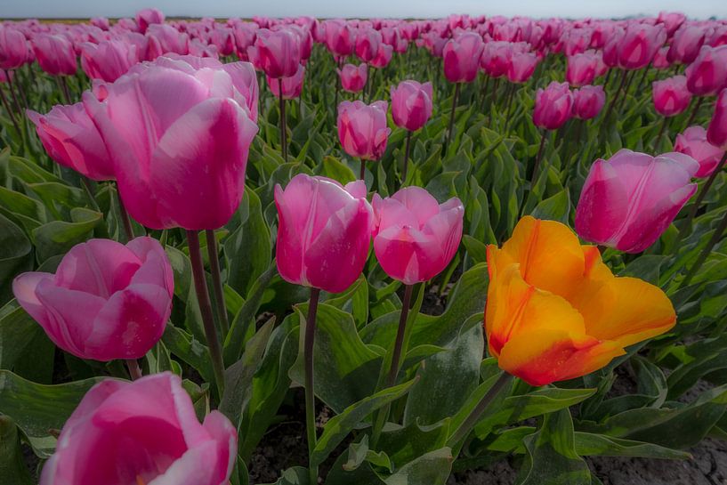 Tulpenveld von Moetwil en van Dijk - Fotografie