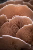 Champignons schichten