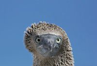 Blauwvoetgent portret, Galapagoseilanden, Ecuador