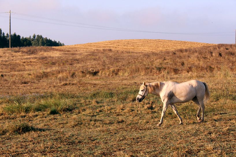 Wit paard op het Portugese platteland par Deborah S