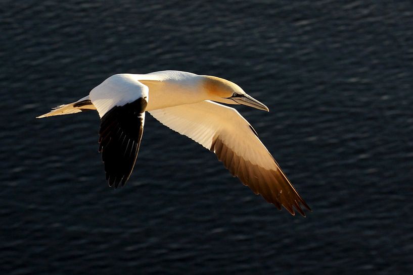 Jan van Gent von Antwan Janssen