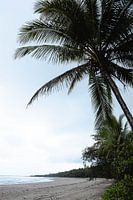 Cape Tribulation, Queensland, Australien
