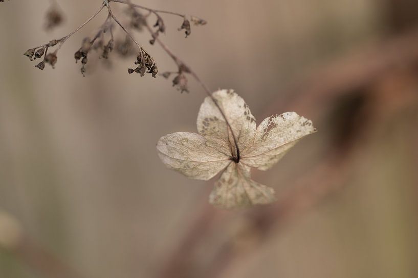 Hydrangea by Urselafotografie
