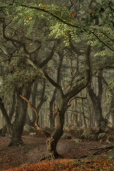 Besondere Bäume im alten Wald auf dem Grebbeberg von Moetwil en van Dijk - Fotografie