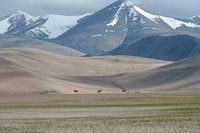 chevaux sauvages en Inde