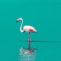 Flamingo in the water