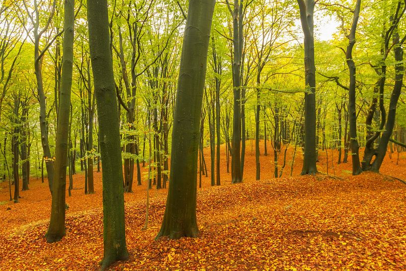Herbsttag in einem Buchenwald mit braunen Blättern auf den Hügeln von Sjoerd van der Wal Fotografie