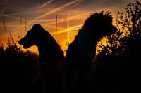 Hunde im Abendlicht