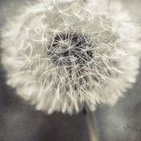 Pusteblume