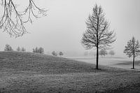 Green under soft white