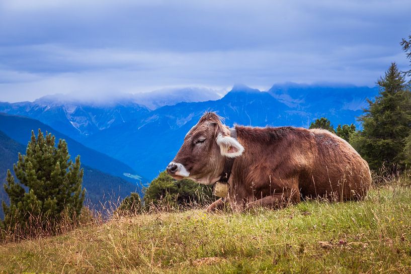 Resting cow on Alpine meadow with mountain panorama by RAW & Refined