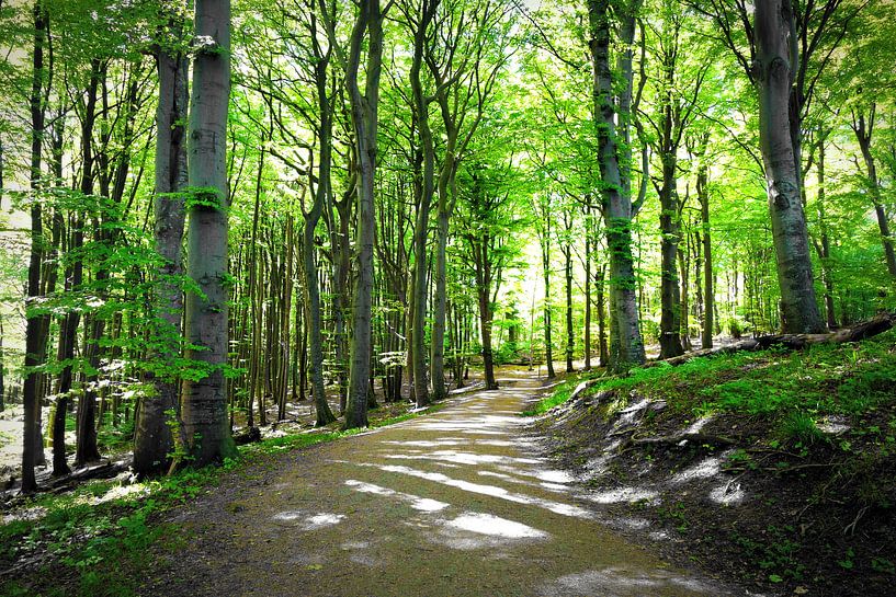 Frühlingswald von Ostsee Bilder