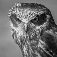 Strictly owl, black and white