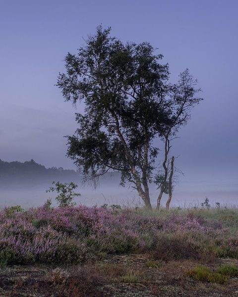 Baum auf der Heide von Manja van der Heijden