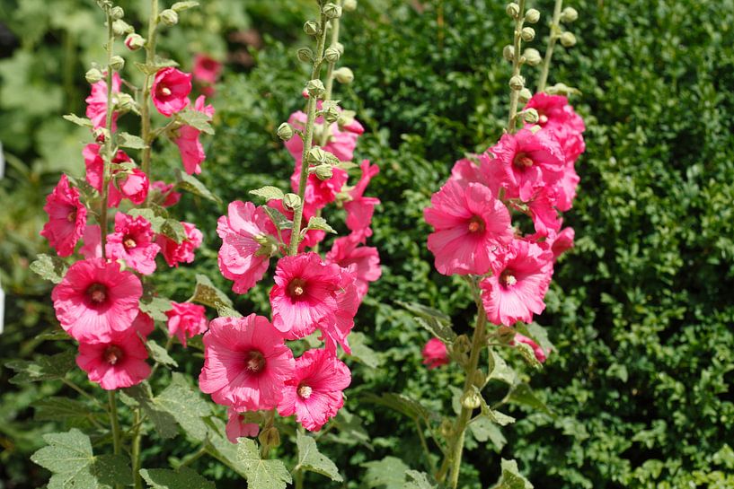 Stockmalven, Stockrosen von Torsten Krüger