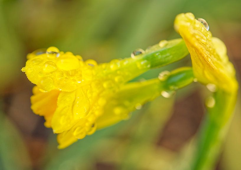Open Yellow Daffodile with Morning Dew by Iris Holzer Richardson