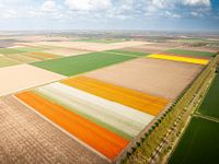 Colourful Tulip Fields in Flight