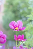 Eine Blume in ihrer vollen Pracht.