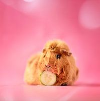 Cochon d'Inde Concombre