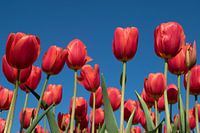 Red tulips on a blue sky