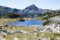 Cow at a mountain lake