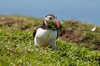 Papageientaucher mit Gras