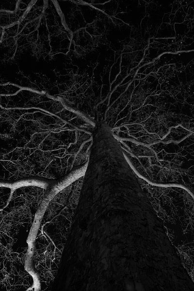 Boom van onder von Charelle Roeda